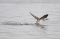 092 Blue-footed booby 10